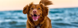 Hund am Strand